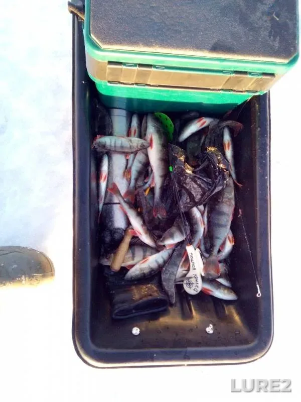 Perch — Leningradskaya oblast, Kirovskiy rayon, Feb 20, 2019