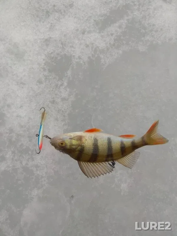 Perch — Moyka, Feb 26, 2019
