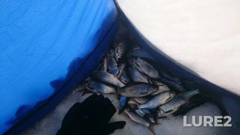 Roach — Novoladozhskiy kanal, Mar 05, 2019
