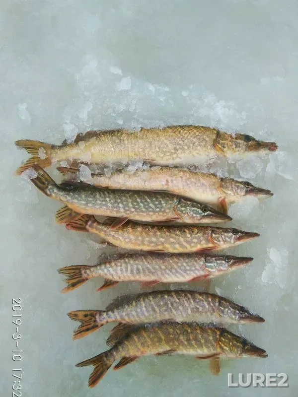 Pike — Lembolovskoye, Mar 11, 2019