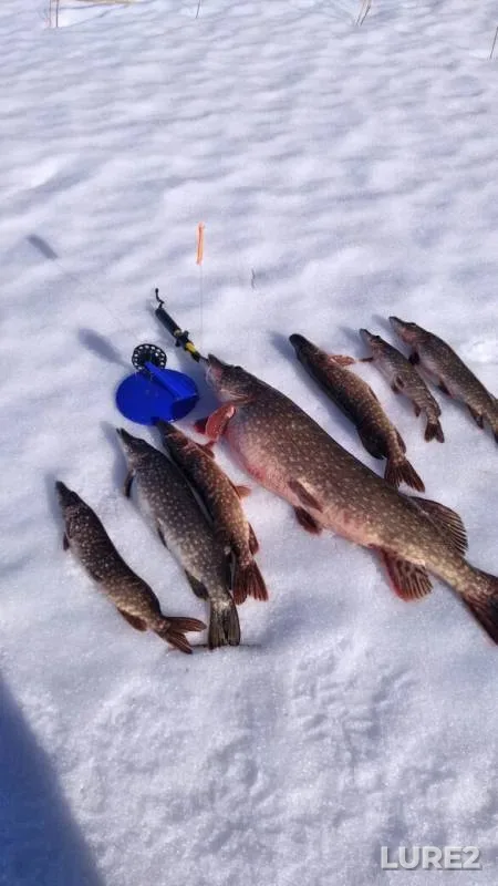 Pike — Vuoksa, Mar 26, 2019