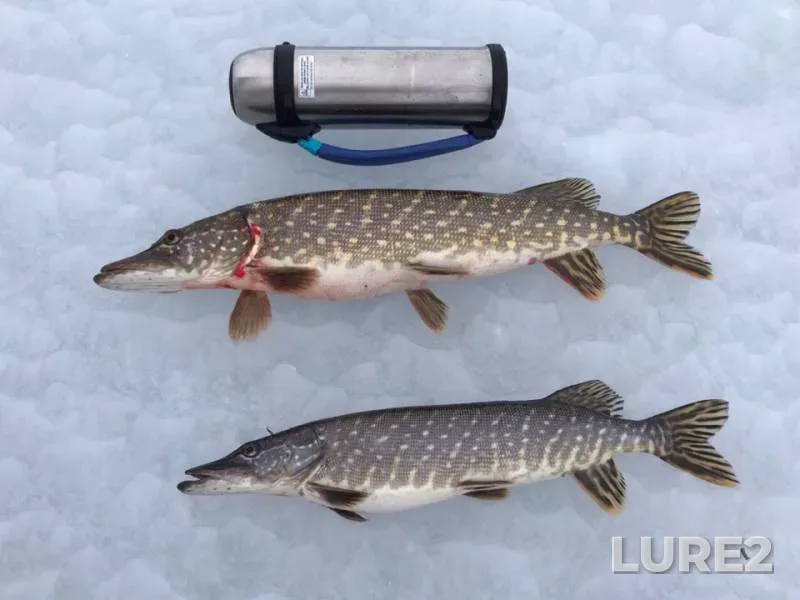 Pike — Leningradskaya oblast, Kirovskiy rayon, Mar 19, 2019