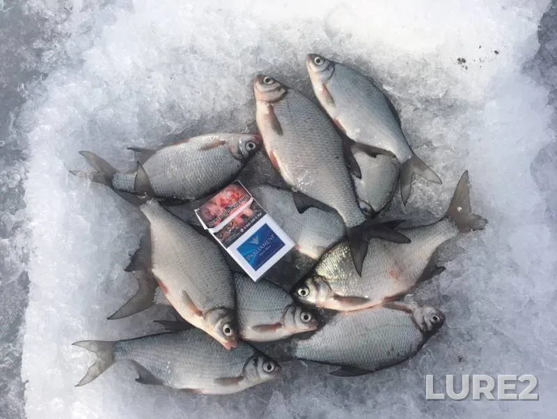 White bream — Dudergofskiy kanal, Mar 17, 2019
