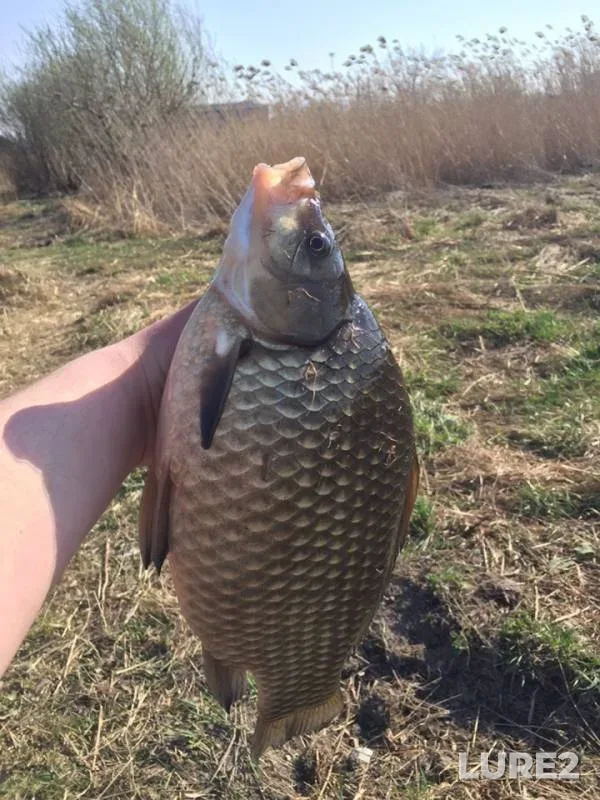 Crucian carp — Ivanovskiy karyer, Apr 24, 2019