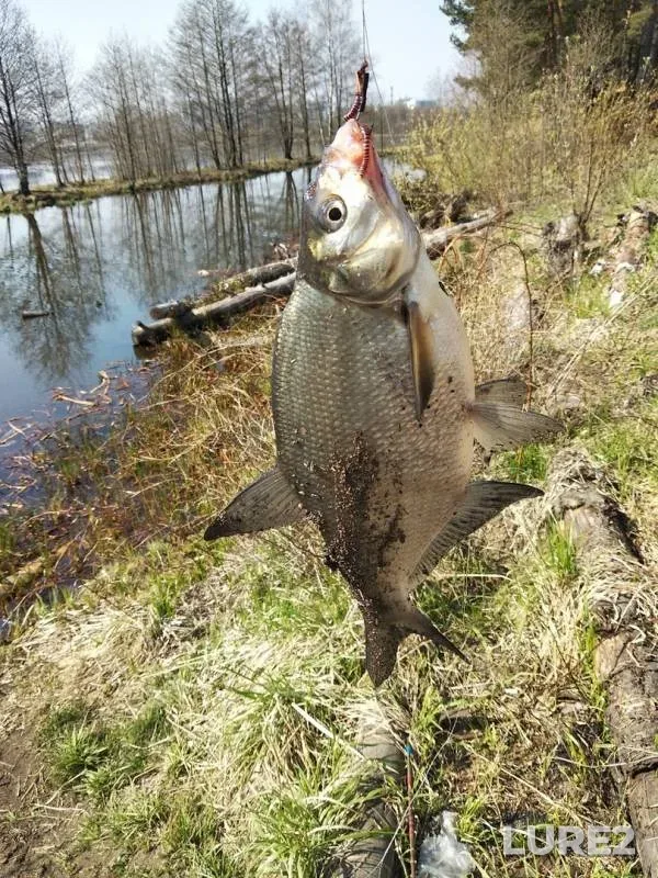 Bream — Shuvalovskiy karyer, Apr 25, 2019