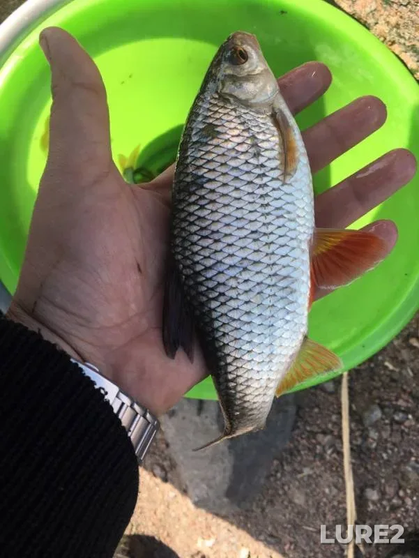 Perch, Roach — Leningradskaya oblast, Apr 27, 2019