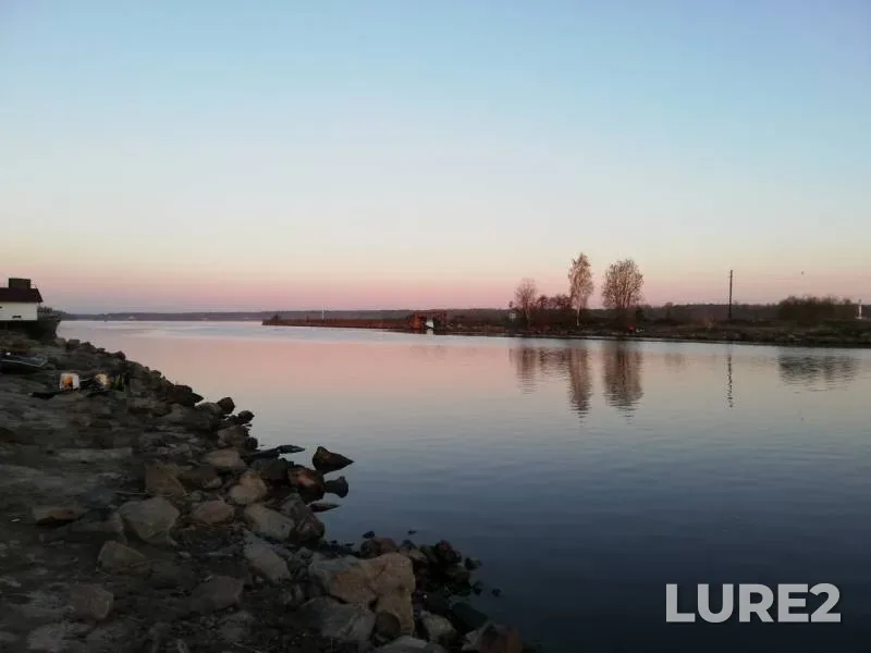 Roach — Novoladozhskiy kanal, May 03, 2019