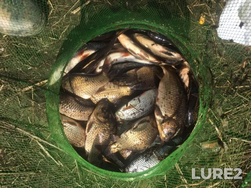 Crucian carp, Roach — Kosopasha, May 01, 2019
