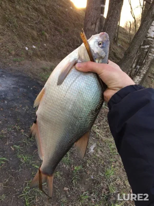 Bream — Shuvalovskiy karyer, Apr 26, 2019