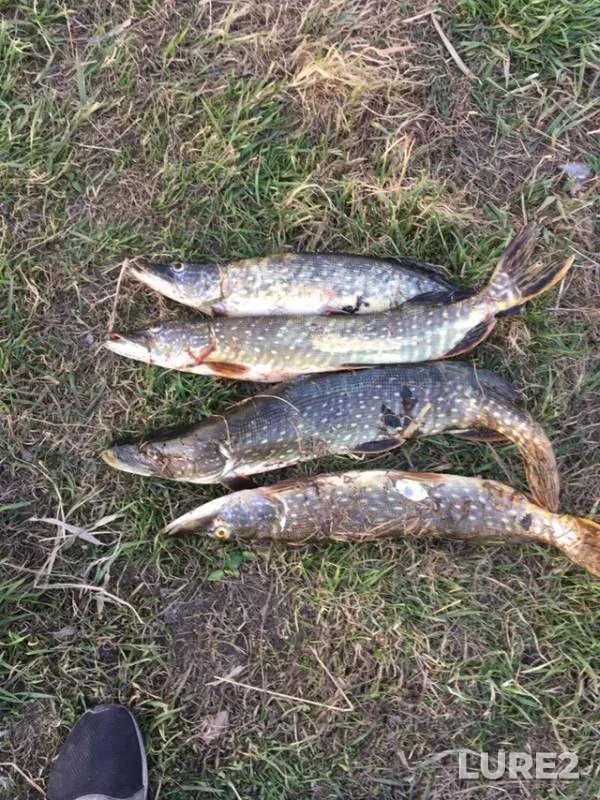 Pike — Ivanovskiy karyer, Apr 25, 2019
