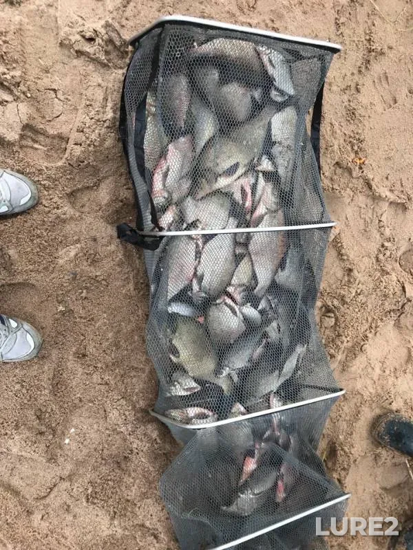 Bream — Neva, Apr 22, 2019