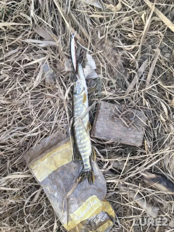 Pike — Bezymyannoye, Apr 24, 2019