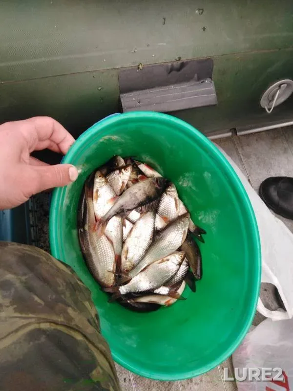 Roach — Novoladozhskiy kanal, Apr 22, 2019