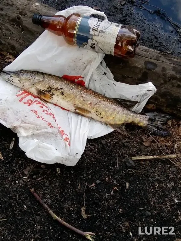 Pike — Okhtinskiy razliv, May 10, 2019