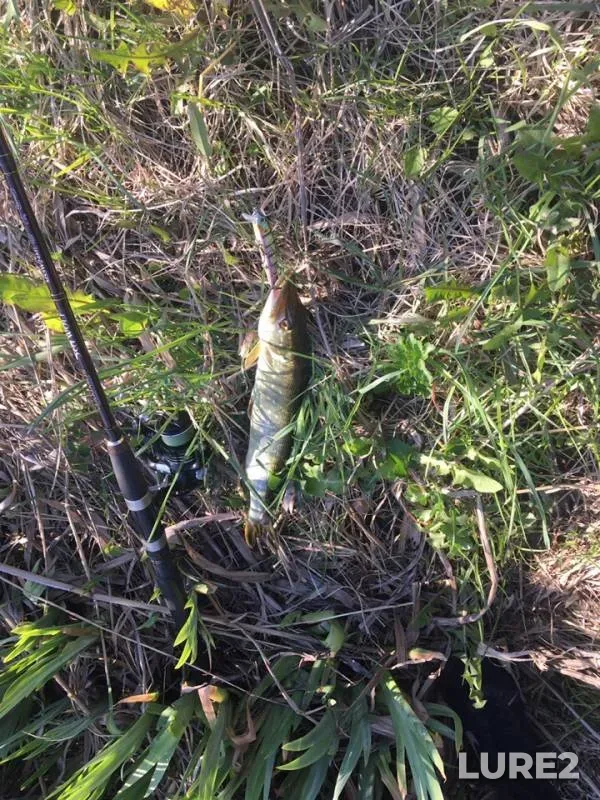 Pike — Dudergofka, May 11, 2019