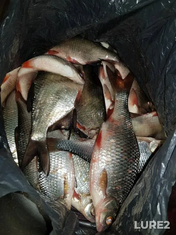 Roach, White bream — Leningradskaya oblast, May 19, 2019