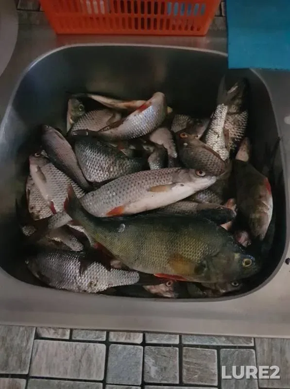 Perch, Roach — Lakhtinskiy Razliv, May 21, 2019