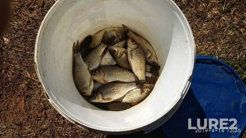 Crucian carp — Khmarka, Apr 14, 2019