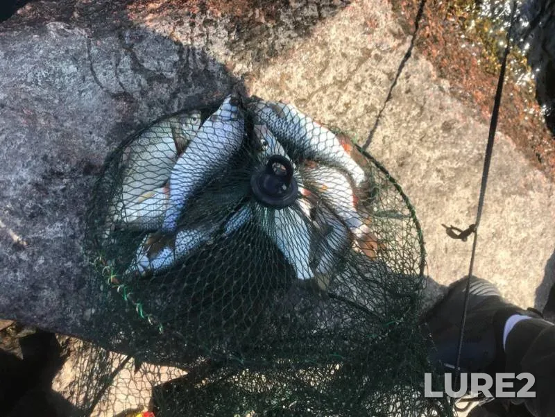 Roach, White bream — Leningradskaya oblast, May 14, 2019
