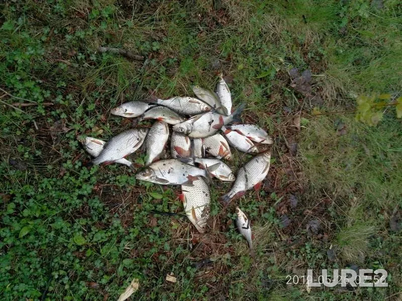 Bream, Roach — Krasavitsa, May 26, 2019