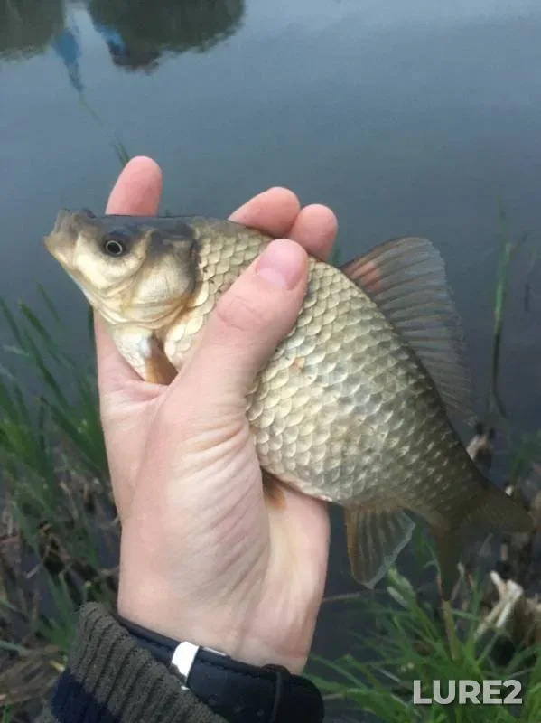 Crucian carp — Volkovka, May 24, 2019