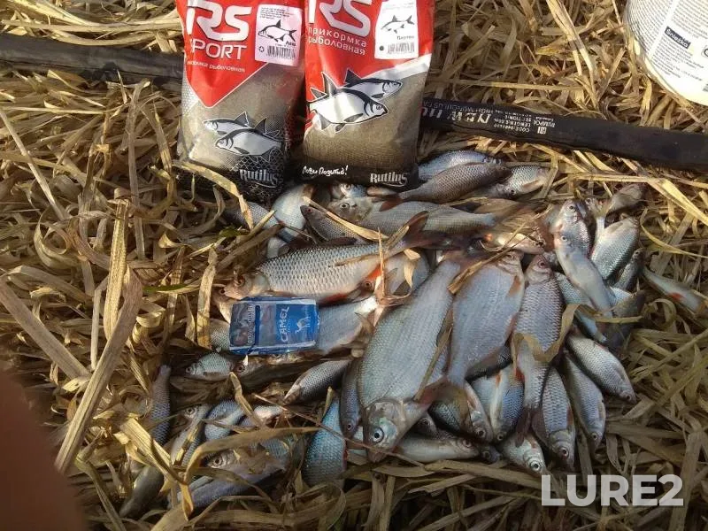 Bream, Roach — Lan, Mar 31, 2019
