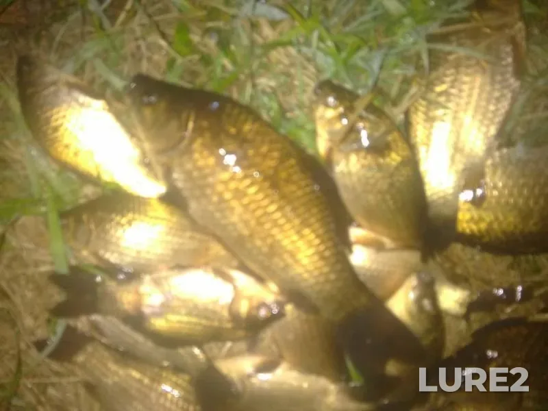 Crucian carp — Getmanskiy, Jun 01, 2019