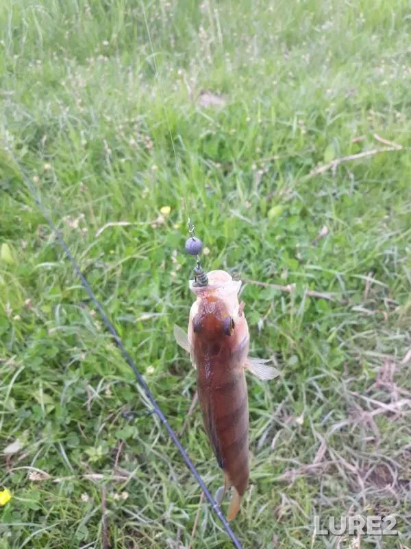 Perch, Pike — Tosna, Jun 03, 2019