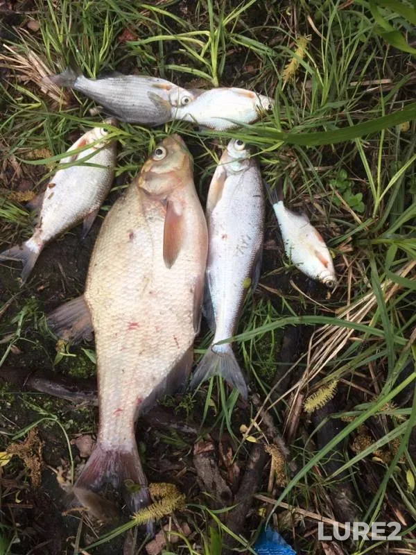 Bream, White bream — Volkhov, May 26, 2019