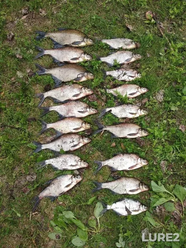 Bream — Severnyy rukav Vuoksy, Jun 04, 2019