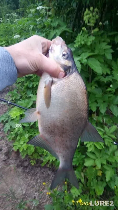 Bream — Dudergofskiy kanal, Jun 11, 2019