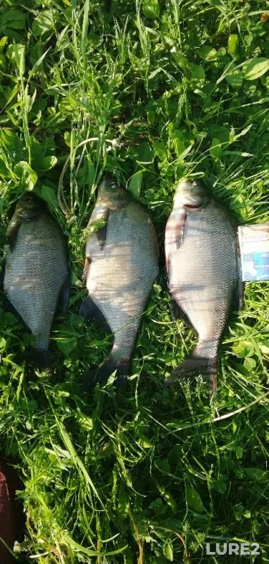 Bream — Bolshoy kanal, Jun 09, 2019
