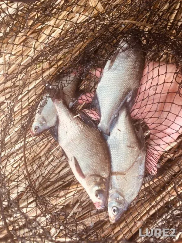 Bream, White bream — Sestroretskiy Razliv, Jun 07, 2019