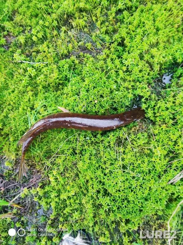Pike — Zalivnoye, Jun 01, 2019