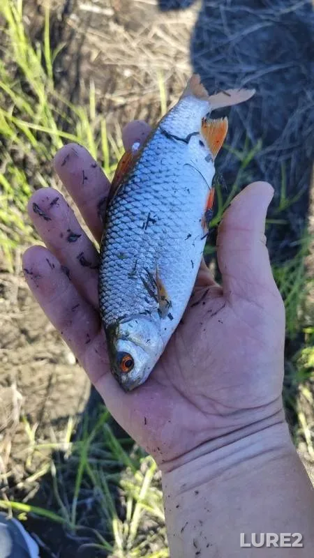 Roach — Kuzminka, Jun 30, 2019