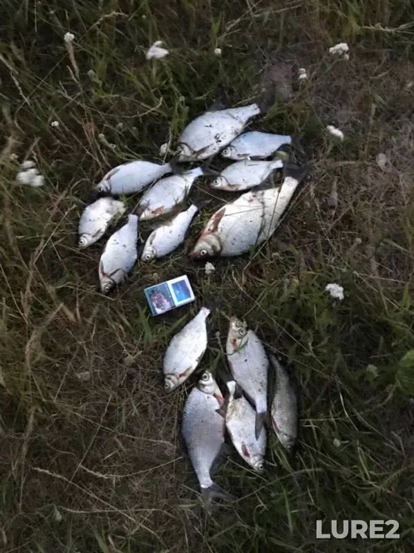 White bream — kanal Amazonka, Jun 29, 2019