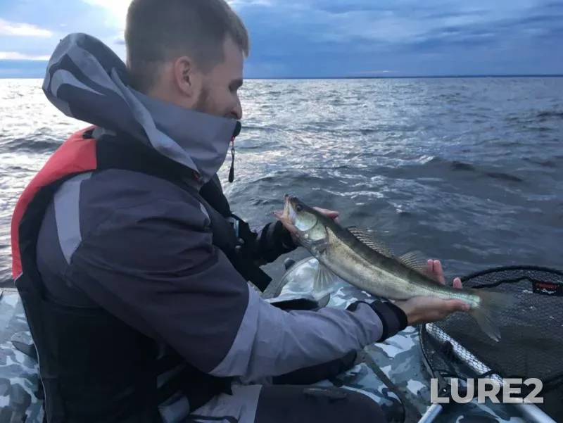 Zander — Leningradskaya oblast, Jun 28, 2019