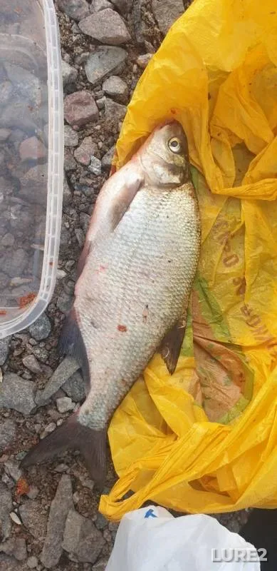 Bream — Dudergofskiy kanal, Jun 25, 2019