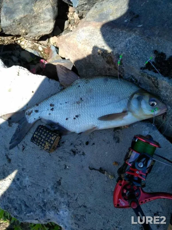 Bream, White bream — Volkhov, Jun 23, 2019