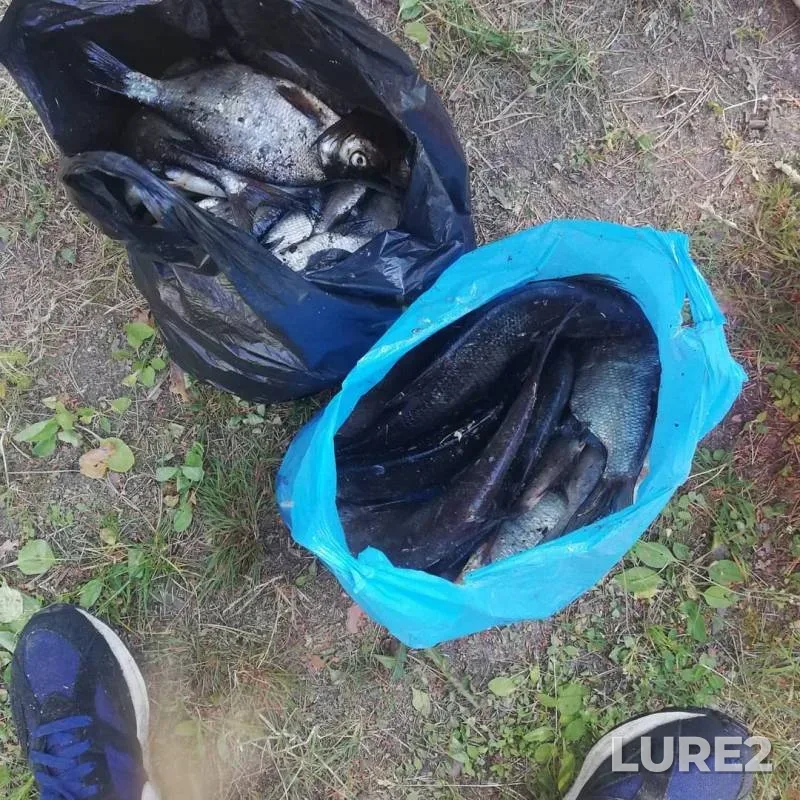 Bream — Pionerskoye, Jun 23, 2019