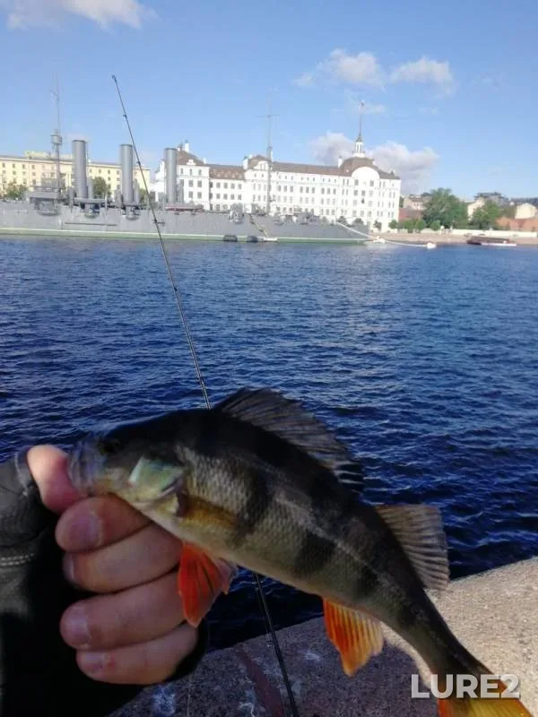 Perch — Neva, Jun 23, 2019