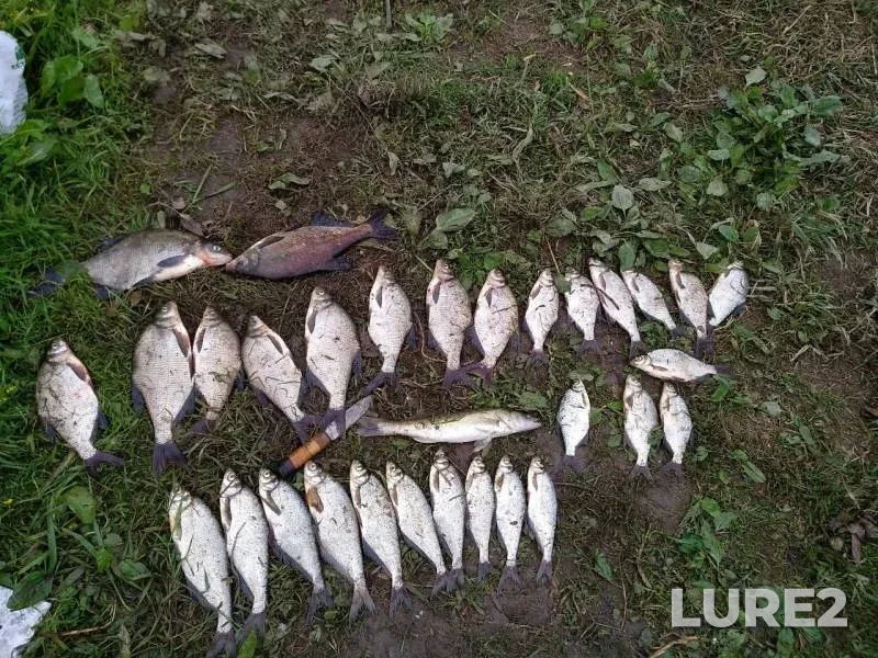Bream, White bream — Volkhov, Jun 17, 2019