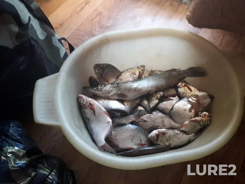 Pike, White bream — Novoladozhskiy kanal, Jul 03, 2019