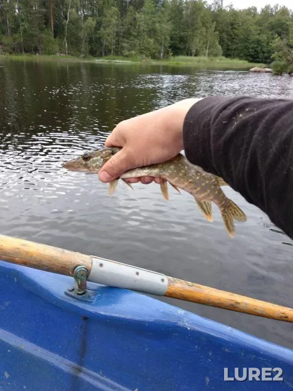 Perch, Pike — Leningradskaya oblast, Priozerskiy rayon, Jul 03, 2019