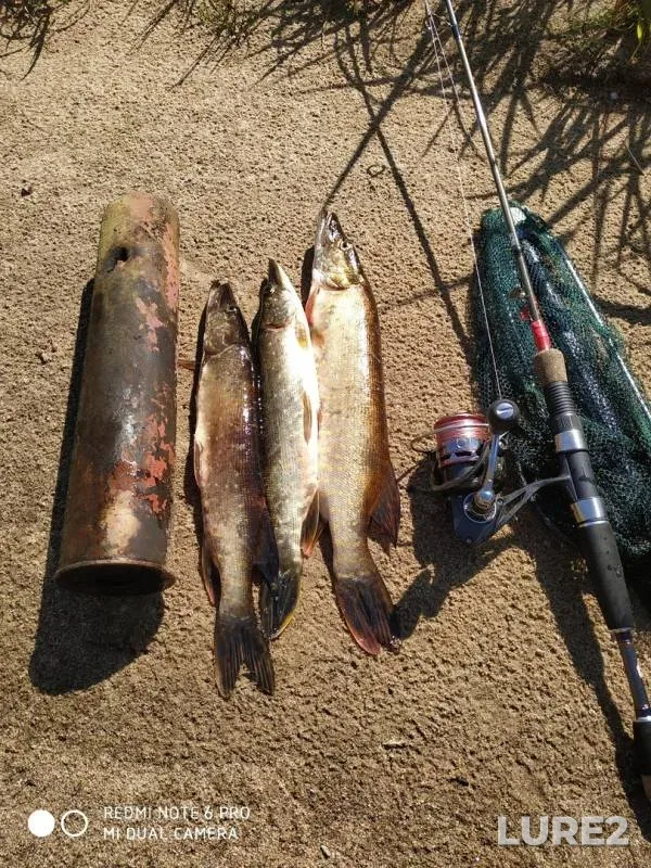 Pike — Naziya, Jul 03, 2019