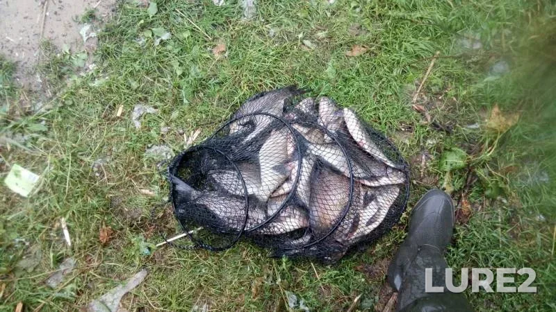Bream, White bream — Lakhtinskiy Razliv, Jul 03, 2019