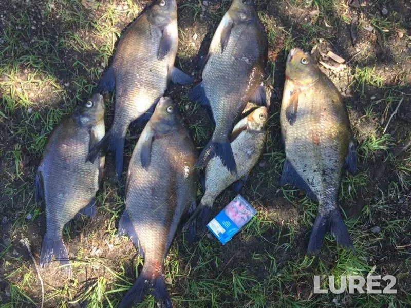 Bream — Kunye, Jul 04, 2019