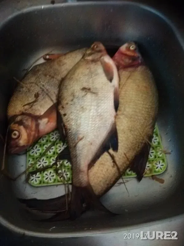 Bream — Dudergofskiy kanal, Jul 05, 2019