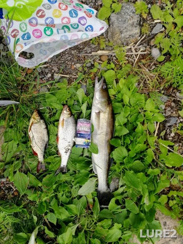 Roach, Rudd — Vuoksa, Jul 08, 2019
