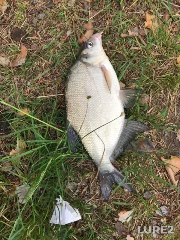Bream — Silande, Jul 07, 2019